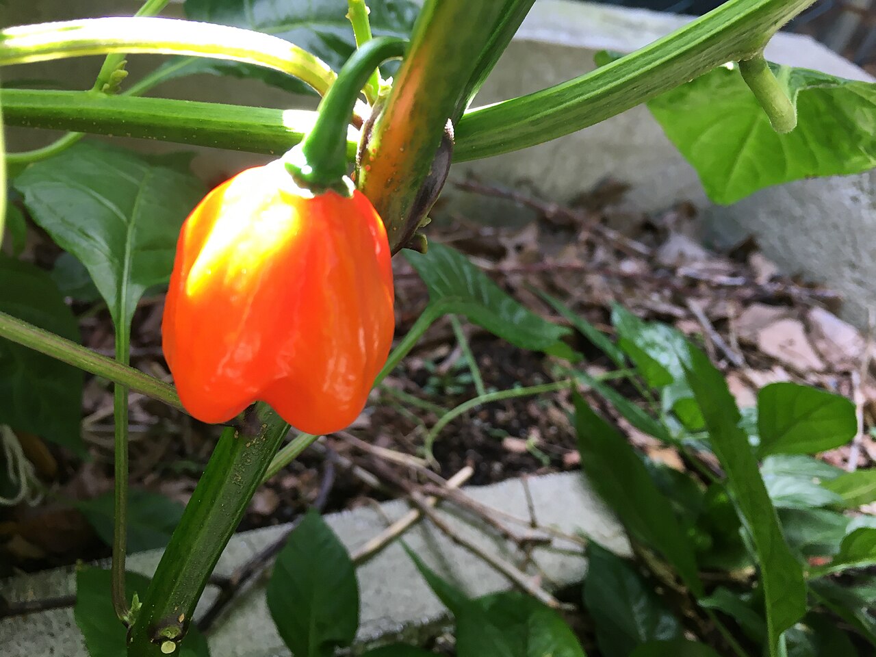 A ripe red Aji Dulce pepper growing on the plant