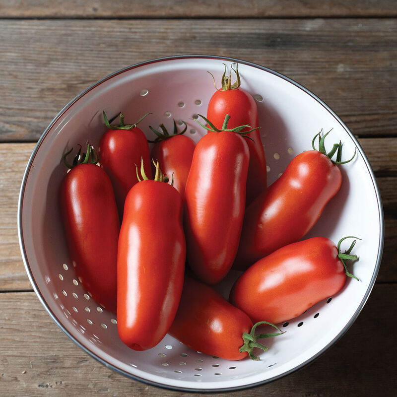 Ripe red elongated Amalfi F1 paste tomatoes in a colander