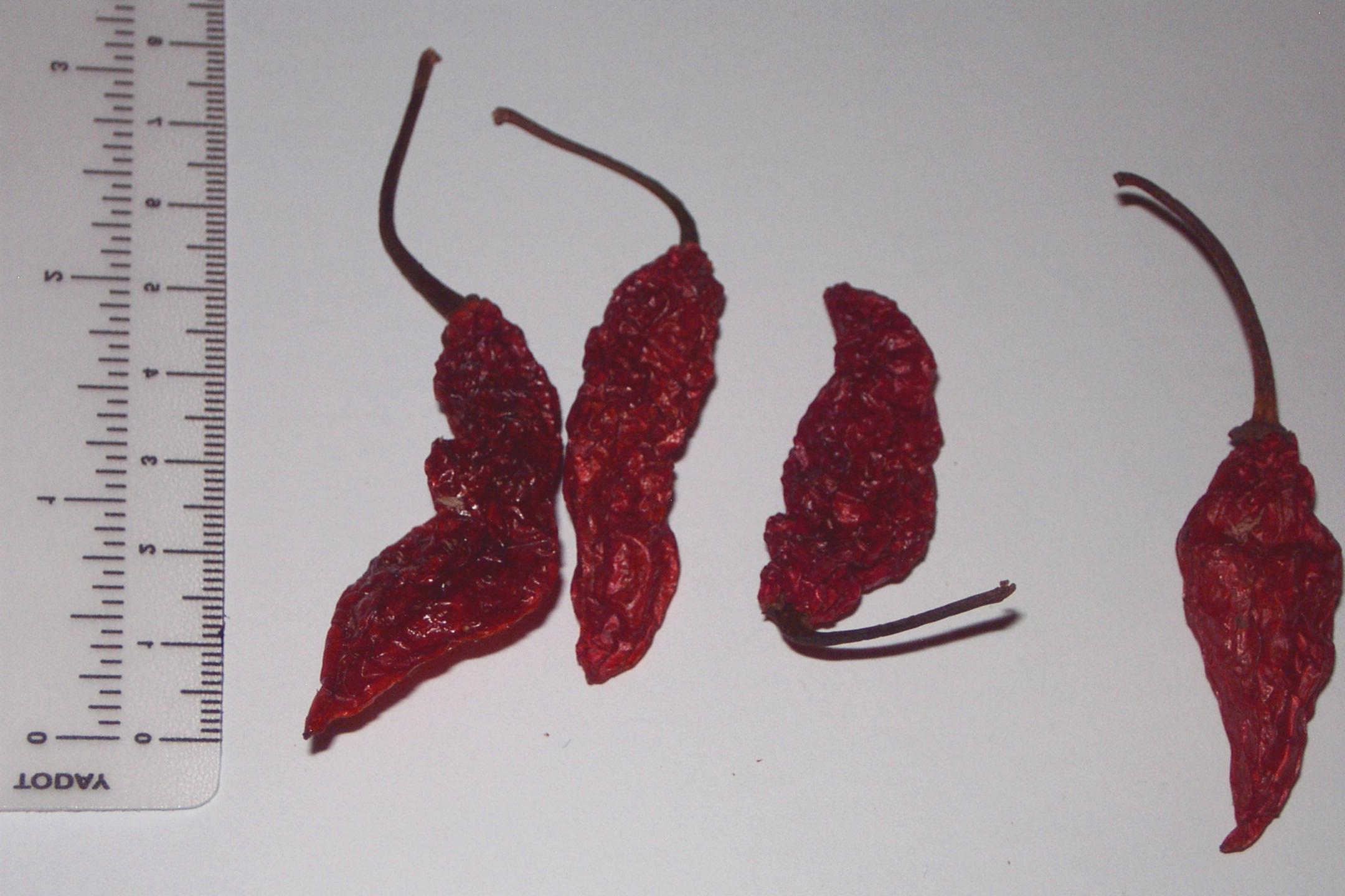 Ripe red Bhut Jolokia ghost peppers