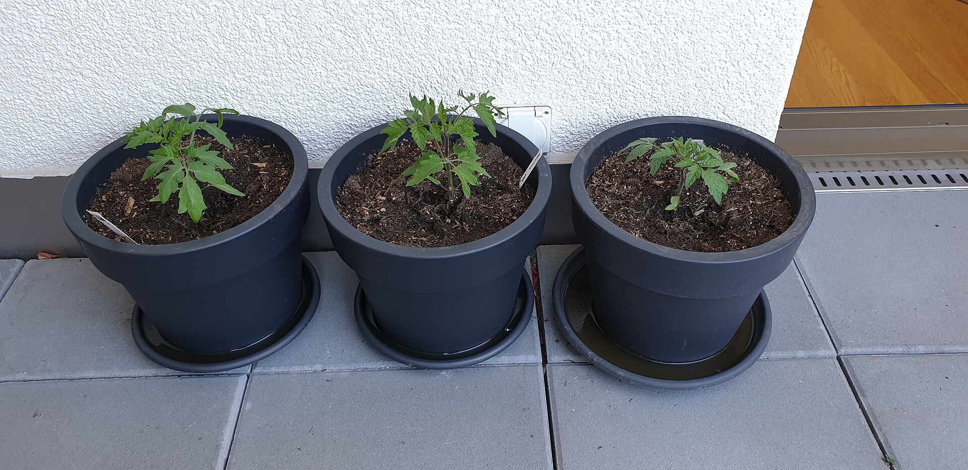 Black Cherry and other tomato plants growing outdoors