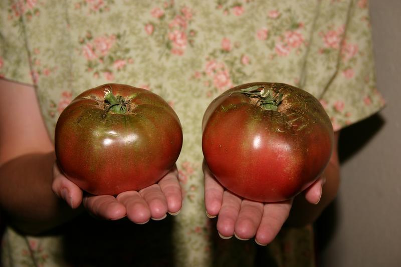 Ripe Cherokee Purple heirloom tomatoes