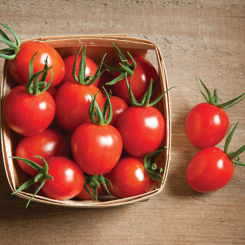 A basket filled with ripe red Cherry Bomb tomatoes