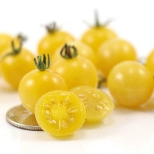 Tiny pale-yellow Coyote cherry tomatoes beside a coin for scale