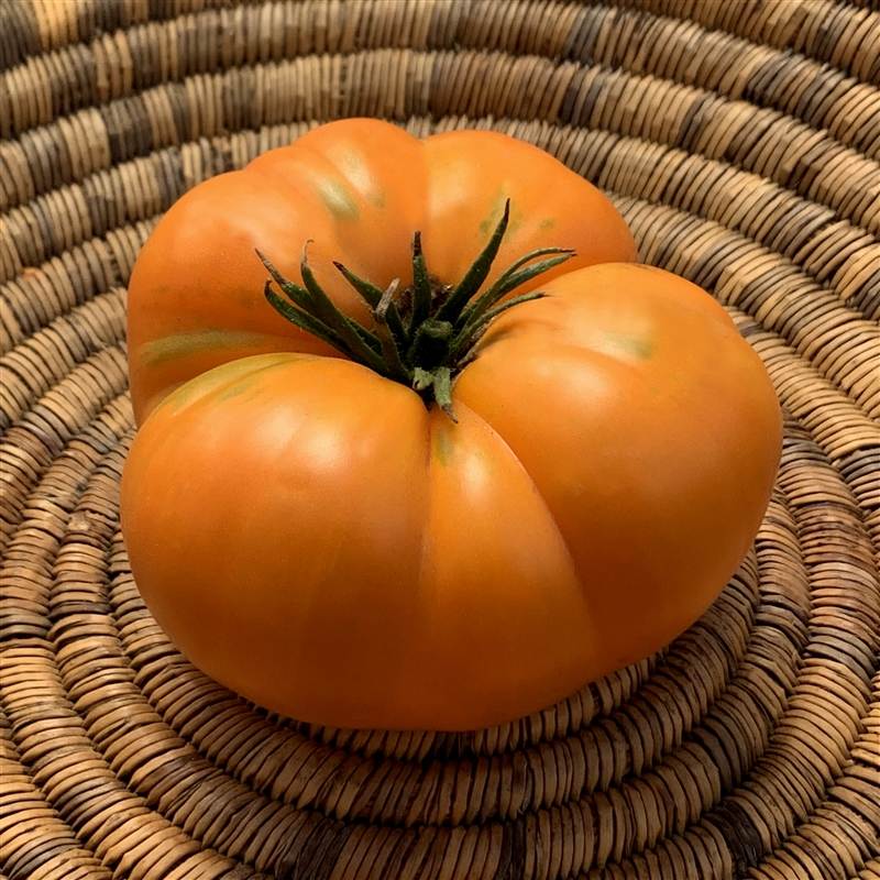 A ripe golden-orange Dr. Wyche’s Yellow beefsteak tomato