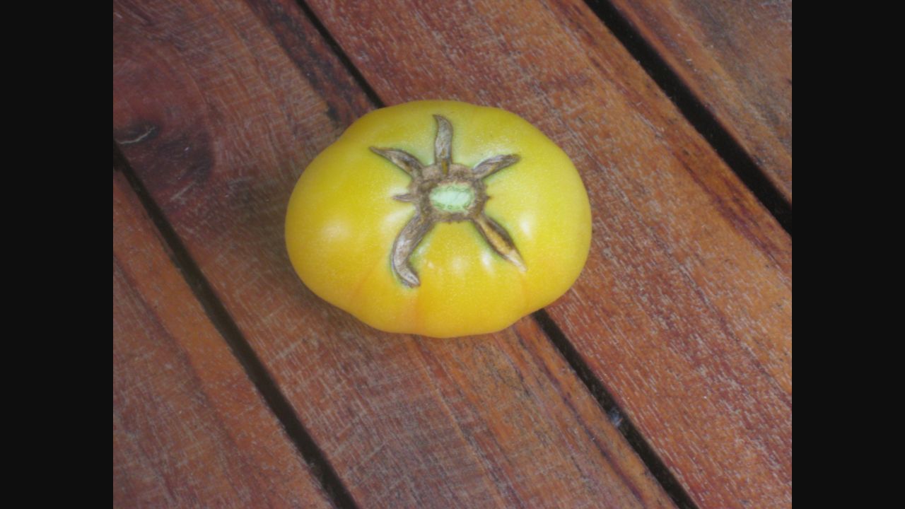 Ripe Garden Peach tomatoes