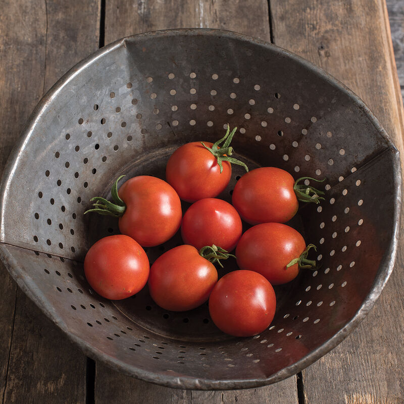 Ripe red Glacier tomatoes in a metal colander