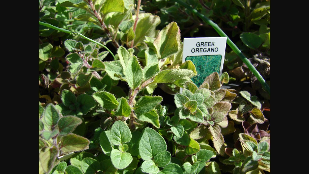 Greek oregano plant, Origanum vulgare subsp. hirtum