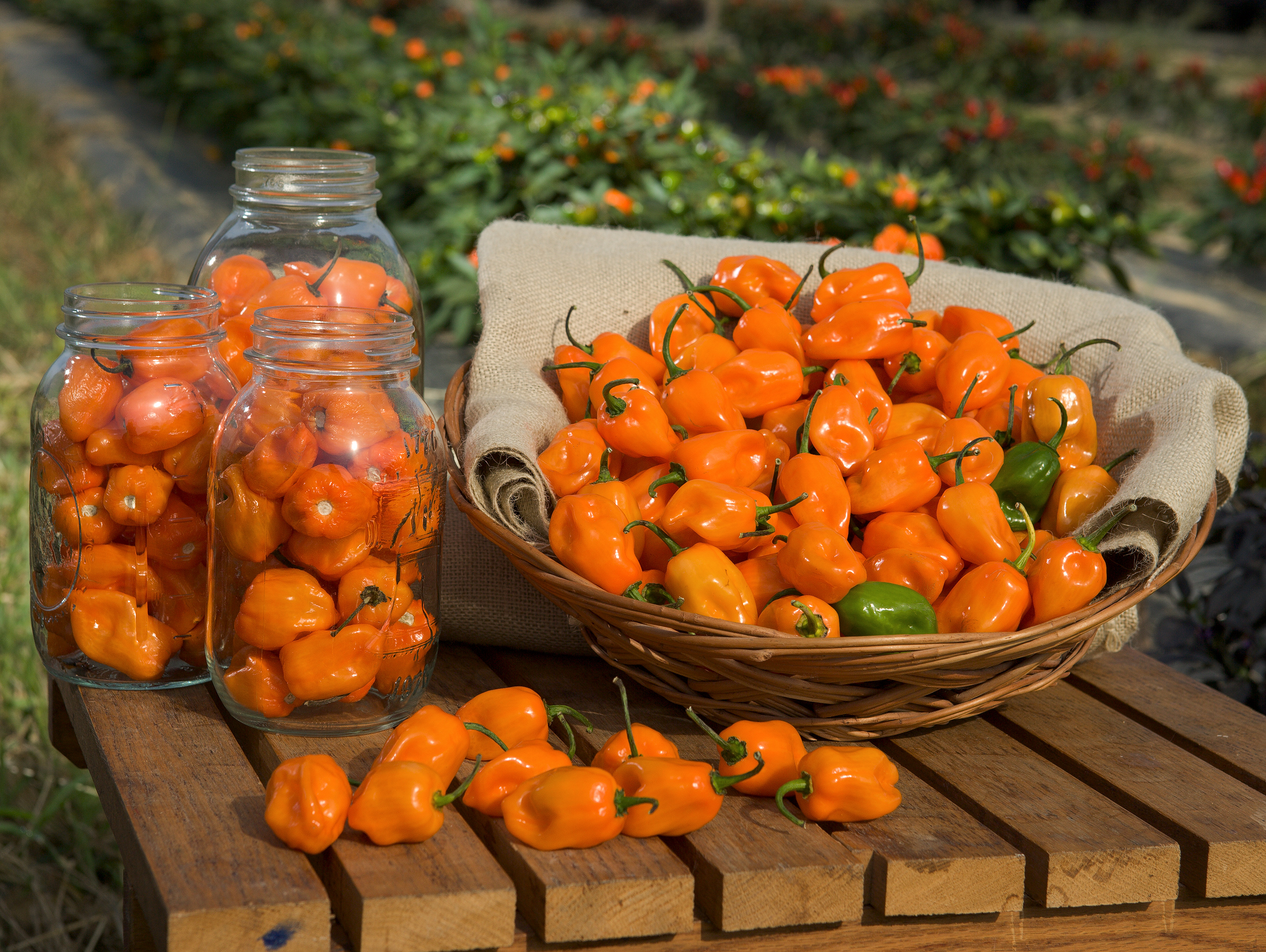 Ripe orange habanero peppers