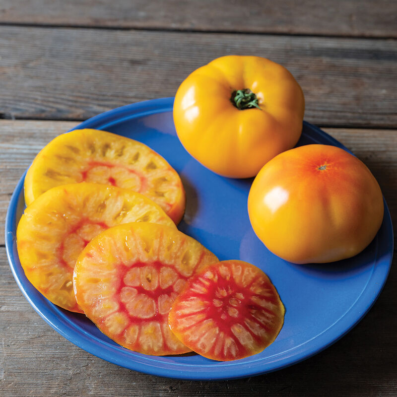 Whole and sliced golden Harvest Moon tomatoes showing their red-blushed interiors