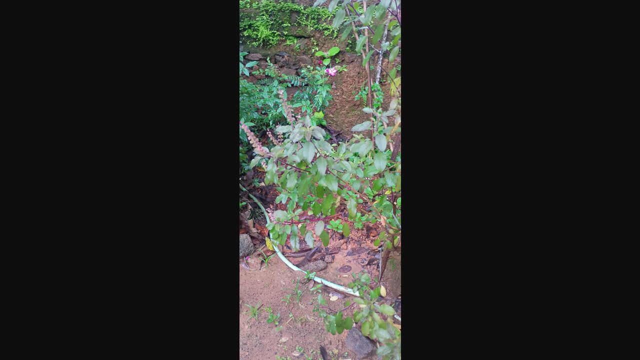 Holy basil, also called tulsi, growing outdoors