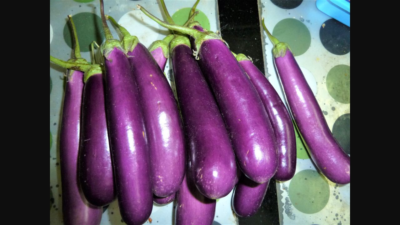 A harvest of long purple eggplants