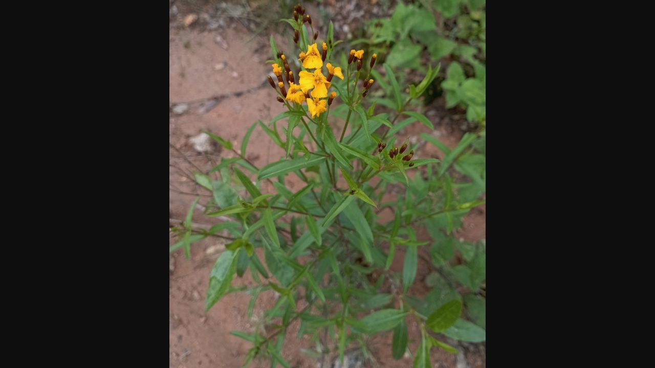 Mexican mint marigold, Tagetes lucida, in flower