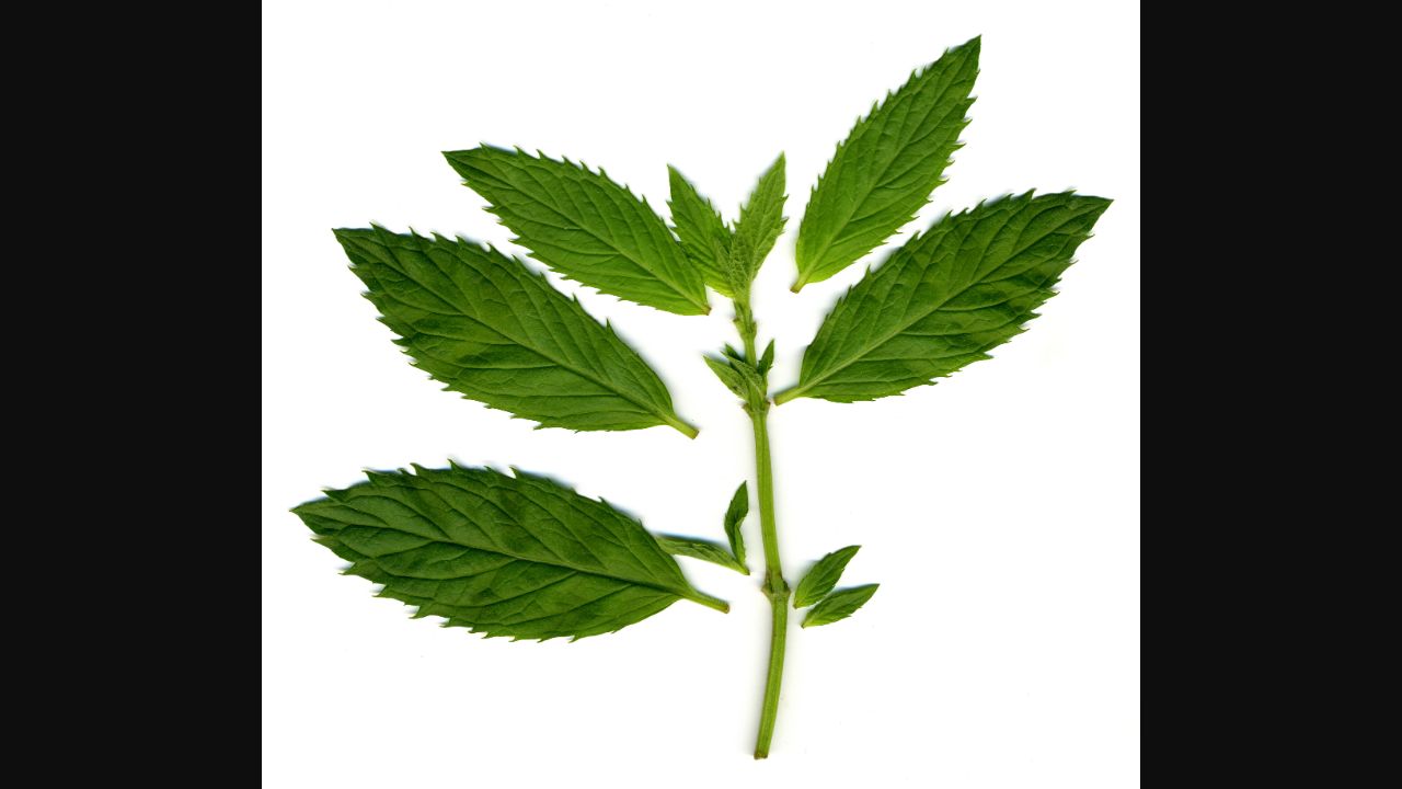Healthy Mojito mint foliage