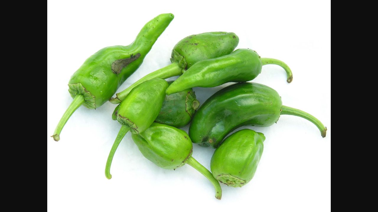 Fresh green Padrón peppers