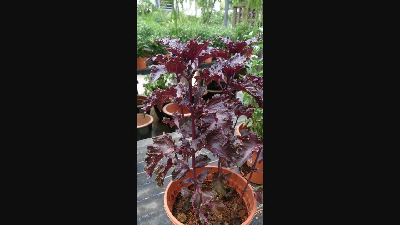 Deep purple basil foliage