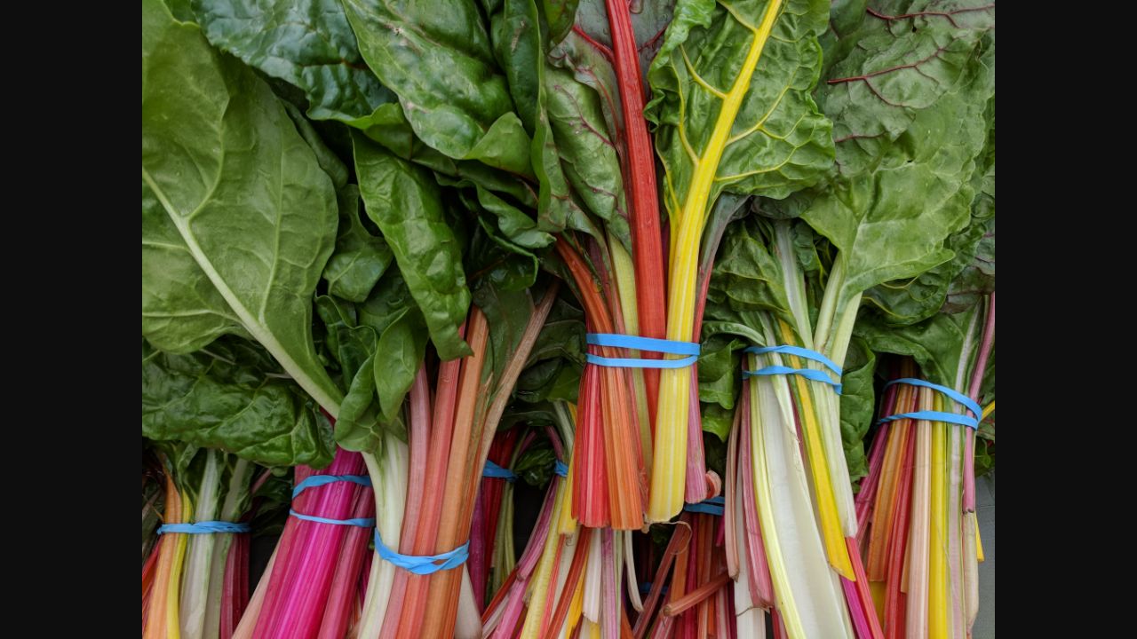 Colorful bunches of rainbow chard