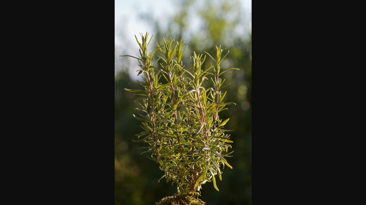 A mature rosemary plant