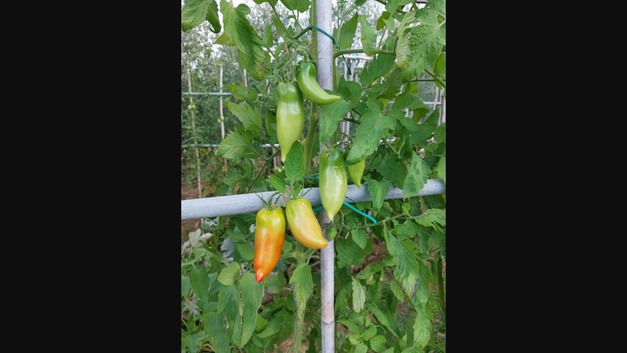 San Marzano tomatoes ripening on the vine