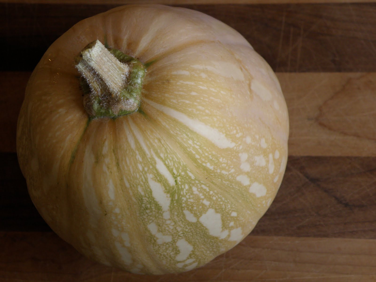 A ripe Seminole pumpkin, a Florida heirloom squash