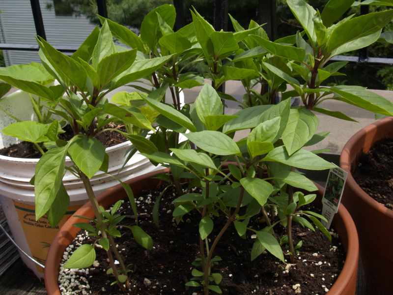 Healthy herbs growing in a Florida container garden