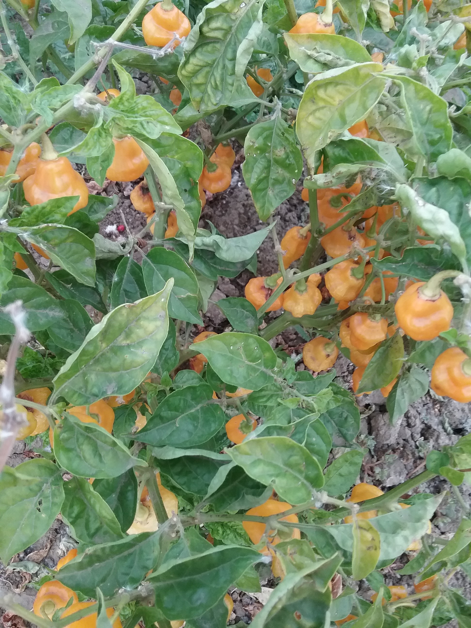 Yellow-orange Trinidad Perfume peppers growing on the plant