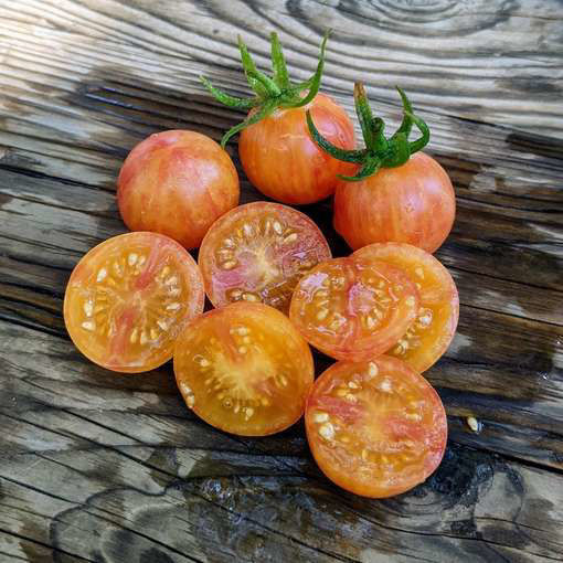 Ripe Tropical Sunset cherry tomatoes showing pink and gold striping