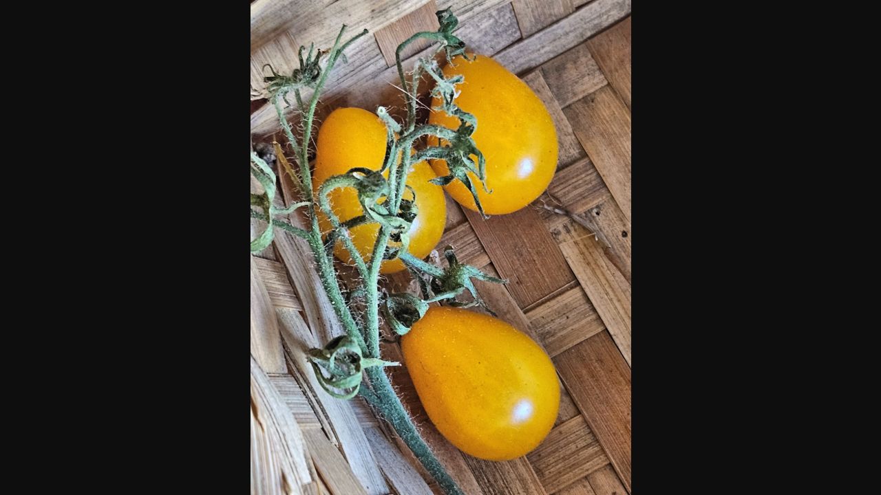 Ripe yellow pear-shaped tomatoes